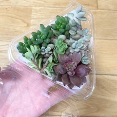 多肉植物詰合せ   切り苗