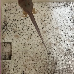 クランウェルツノガエル　カエル　おたまじゃくし
