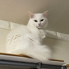 🆘愛猫を探しています😢