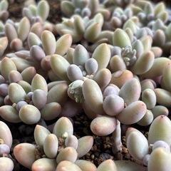 多肉植物　色々　1苗100円の画像