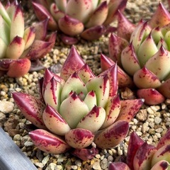 多肉植物　色々　1苗100円の画像