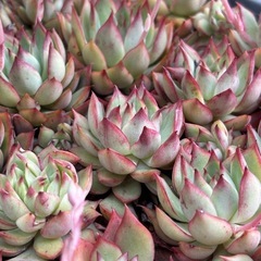 多肉植物　色々　1苗100円の画像