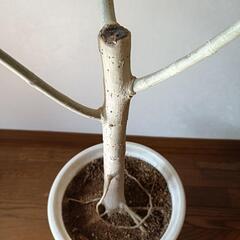 観葉植物　ウンベラータ　9〜10号の画像
