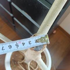 観葉植物　ウンベラータ　9〜10号の画像