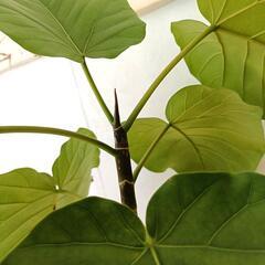 観葉植物　ウンベラータ　9〜10号の画像