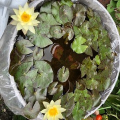 姫睡蓮　　　　