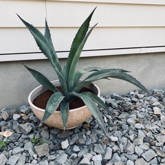 アガベ アメリカーナ 大株 鉢付 観葉植物