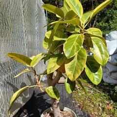 観葉植物　フィカス　アルテシーマ　アルテシマ　10号鉢　の画像