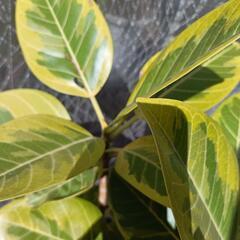 観葉植物　フィカス　アルテシーマ　アルテシマ　10号鉢　の画像