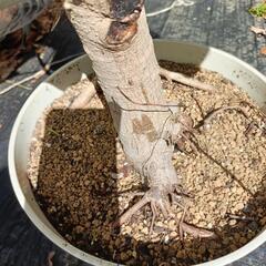 観葉植物　フィカス　アルテシーマ　アルテシマ　10号鉢　の画像