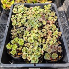多肉植物 ドラゴンズブラッドの画像