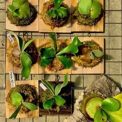 植物イベント　プランツパーティー - 福岡市