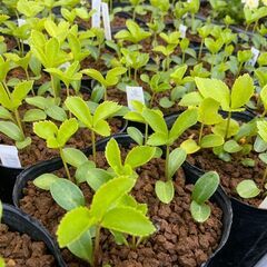 植物イベント　プランツパーティー - 地域/お祭り