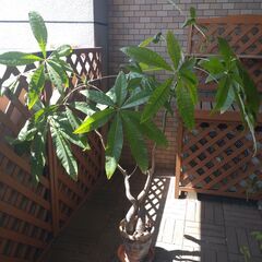 パキラ（観葉植物）