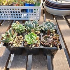 (お話し中)多肉植物6種類350