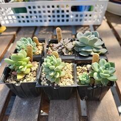 (お話し中)多肉植物６種３５０