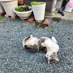 生後1歳くらいの三毛猫メス - 桐生市