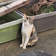 生後1歳くらいの三毛猫メス