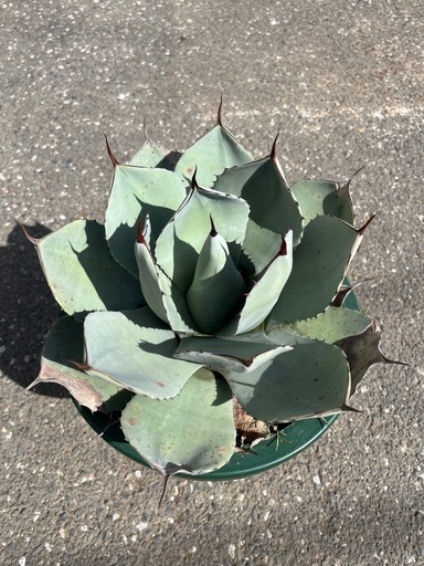 アガベ パリートランカータ