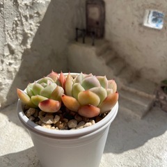 多肉植物　桜散