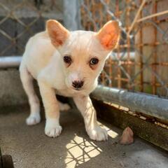 【動物管理所収容中】2ヶ月くらい姉妹ワンコの家族募集(終生室内飼育)(平日事前面会) - 大村市