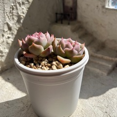 多肉植物　カロリン