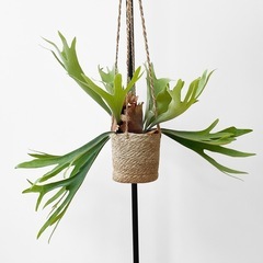観葉植物 ビカクシダの画像