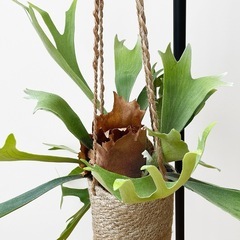 観葉植物 ビカクシダの画像