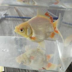玉サバ　タマサバ　金魚　白7センチ位?　中型　配送可能　