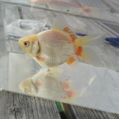 玉サバ　タマサバ　金魚　白7センチ位　配送可能　の画像