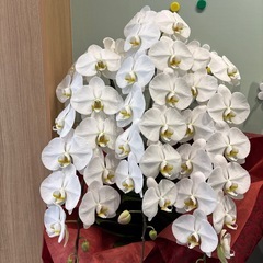 胡蝶蘭