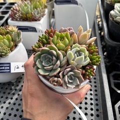 多肉植物 寄せ植え の画像