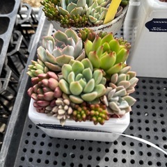 多肉植物 寄せ植え の画像
