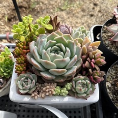 多肉植物 寄せ植え の画像