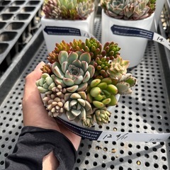 多肉植物 寄せ植え の画像