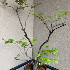 ウメモドキ　2株　樹木のみは2株で¥ 1000円です
