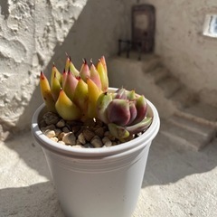多肉植物　札落ち