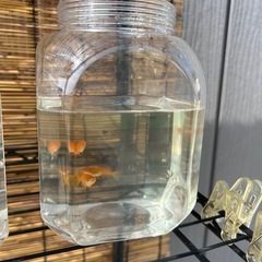 めだか屋ゆうび　めだか販売の画像