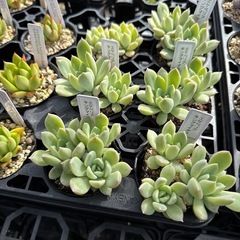 多肉植物 エケベリアの画像