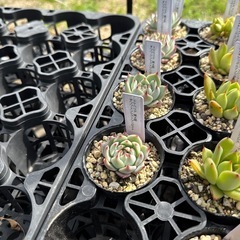 多肉植物 エケベリアの画像