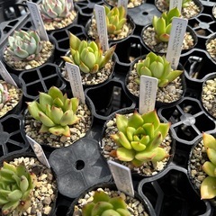 多肉植物 エケベリアの画像