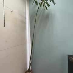 パキラ
