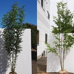 植木屋さん【探してます】