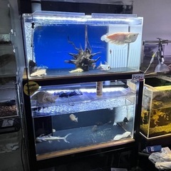 多段アクリル水槽  育成に最適です！！