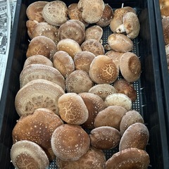原木椎茸　生椎茸　今朝収穫
