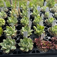 多肉植物 エケベリアの画像