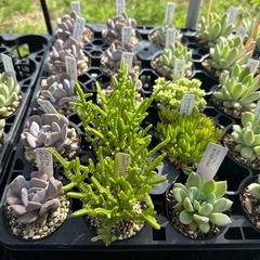 多肉植物 エケベリアの画像