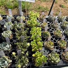 多肉植物 エケベリアの画像