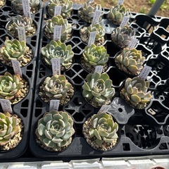 多肉植物 エケベリアの画像