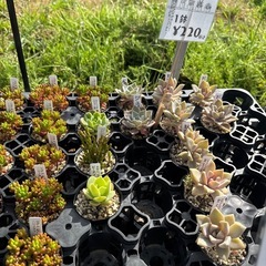 多肉植物 エケベリアの画像